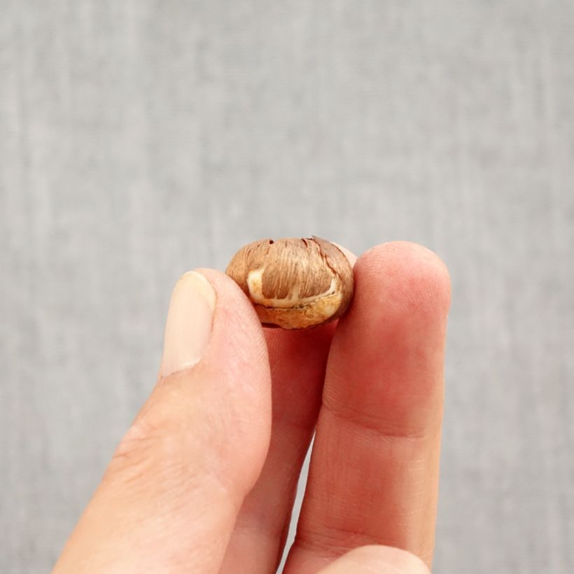 Spécimen de Crocus Silver Coral Bulbe calibre 4+ tel que livré en automne