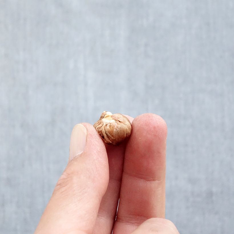 Spécimen de Crocus tommasinianus Barr's Purple Bulbe calibre 5+ tel que livré en automne