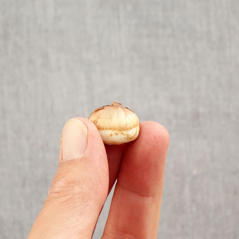 Spécimen de Crocus tommasinianus Blue Ocean Bulbe calibre 6+ tel que livré en automne