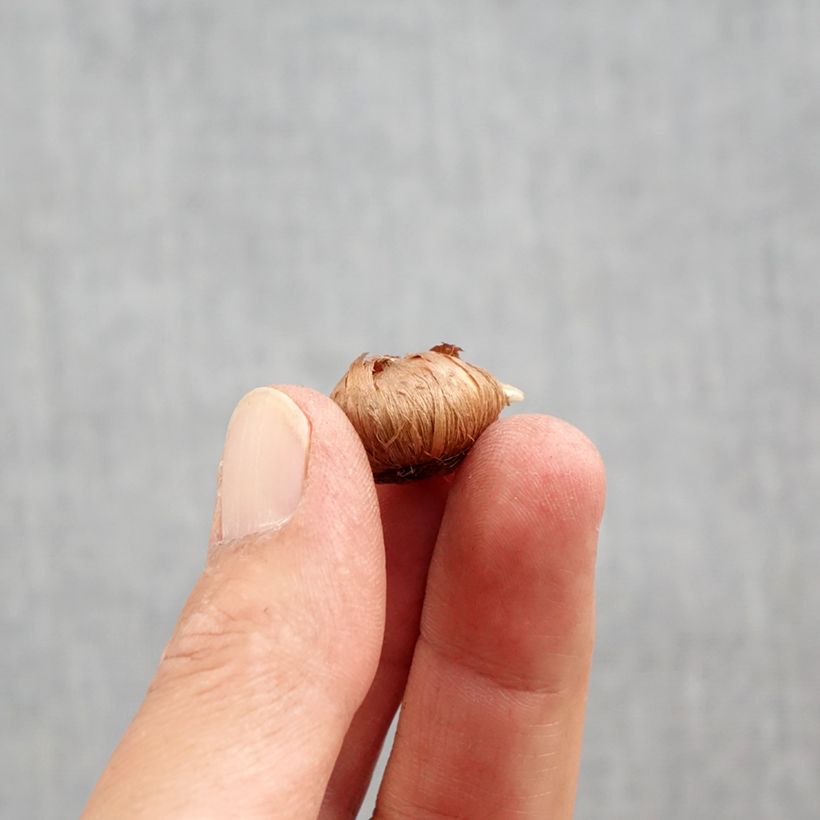 Spécimen de Crocus tommasinianus Ivory Princess Bulbe calibre 5+ tel que livré en automne