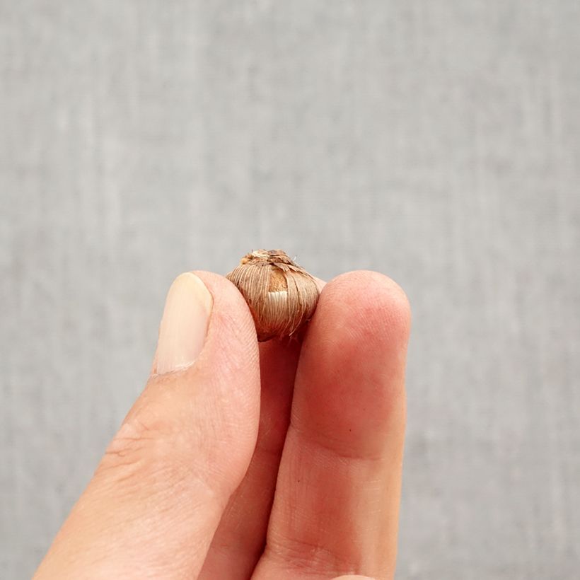 Spécimen de Crocus versicolor Picturatus Bulbe calibre 5+ tel que livré en automne