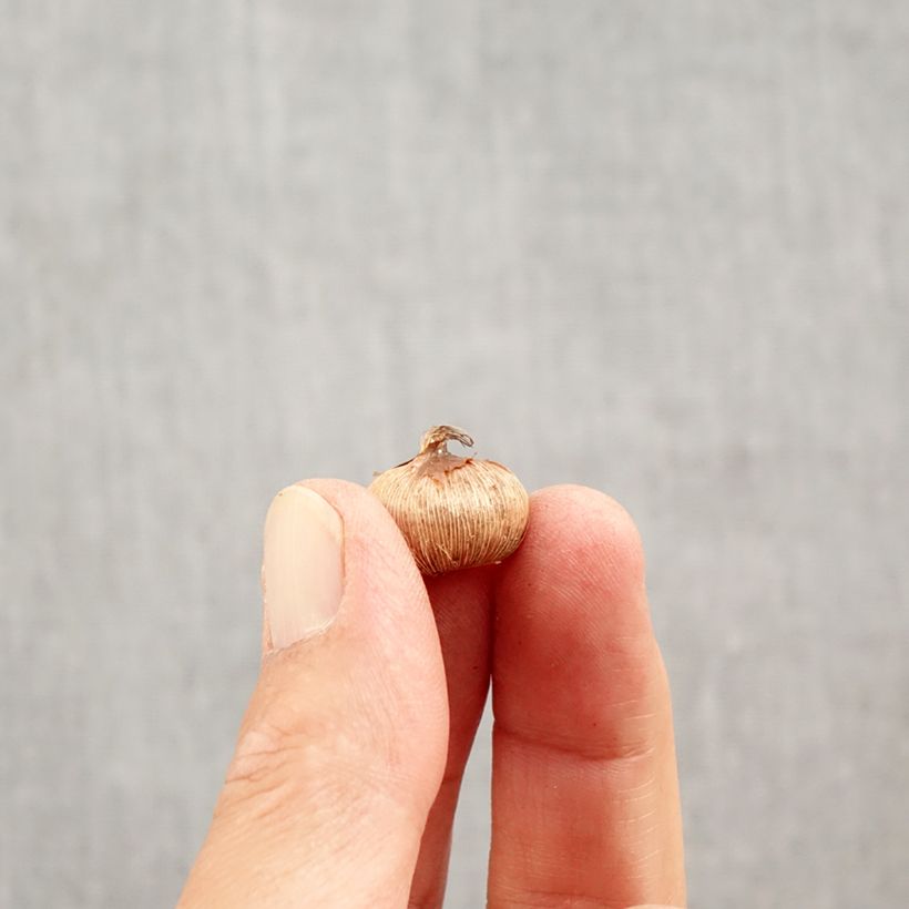 Spécimen de Crocus Yalta Bulbe calibre 5+ tel que livré en automne