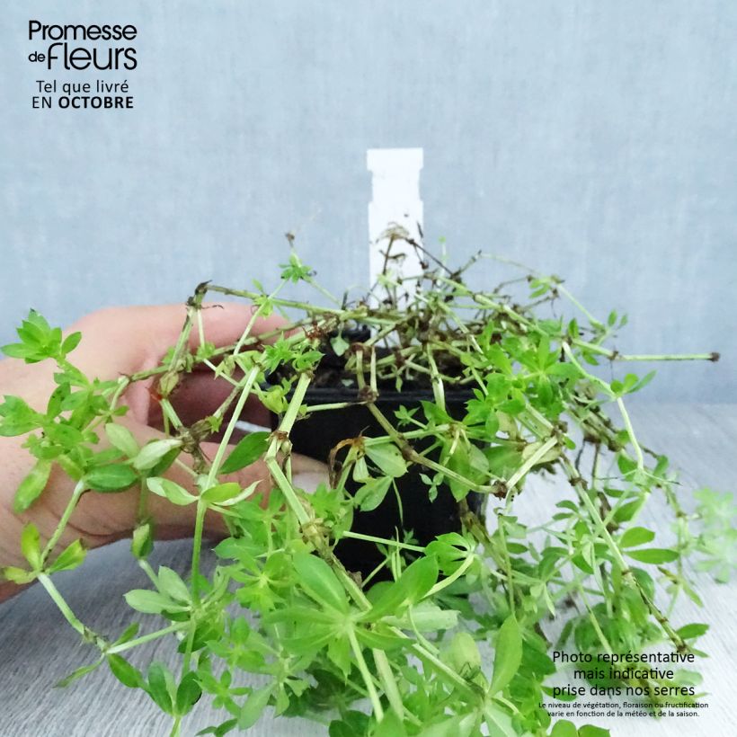 Spécimen de Crucianelle - Phuopsis stylosa Godet de 8/9 cm tel que livré en automne
