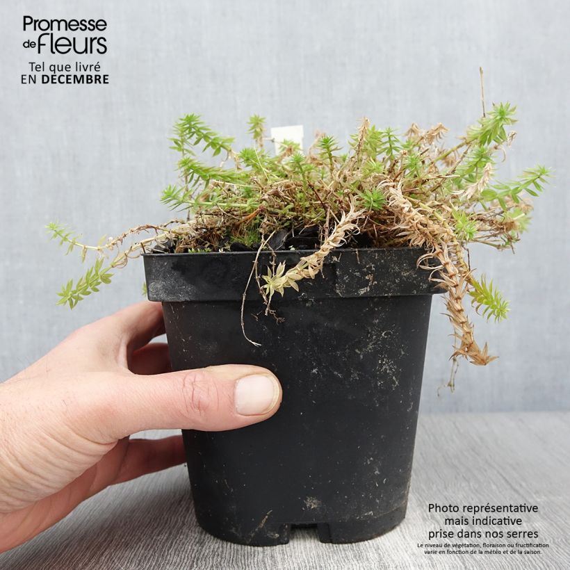 Spécimen de Crucianelle - Phuopsis stylosa Pot de 2L/3L tel que livré en automne
