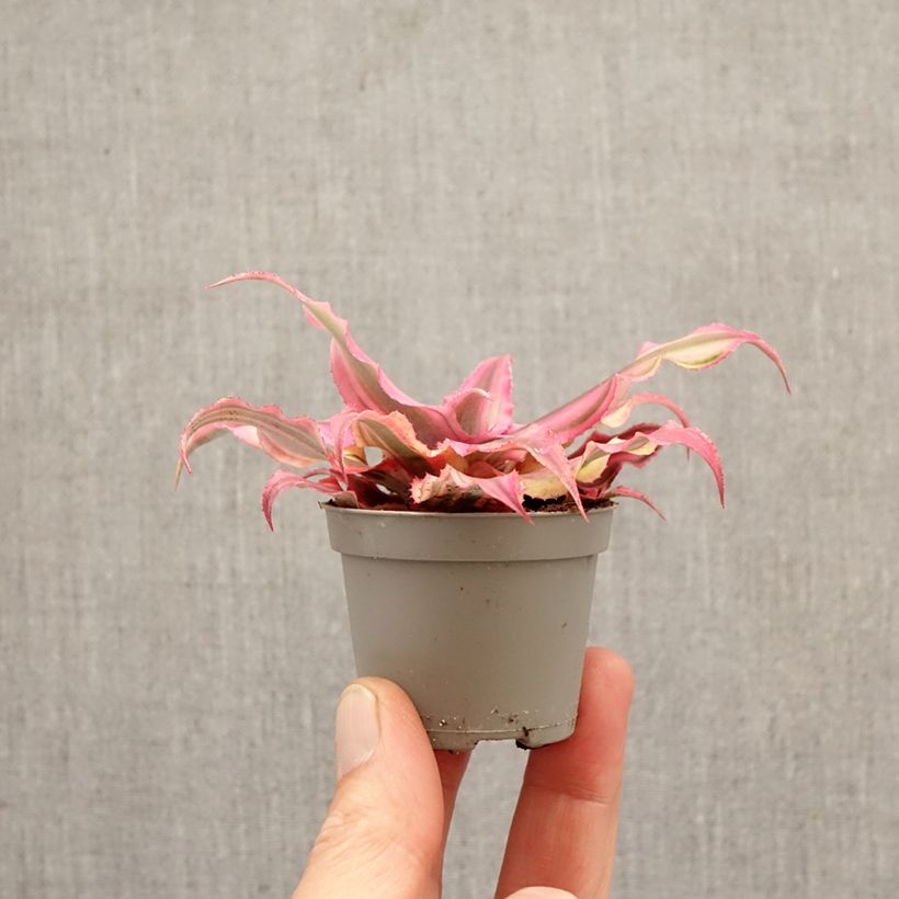 Spécimen de Cryptanthus Pink Star - Etoile de terre Mini-plante tel que livré au printemps