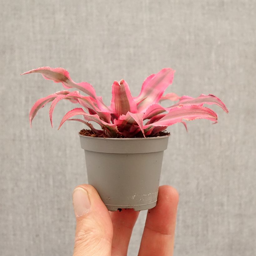 Spécimen de Cryptanthus Super Pink - Etoile de terre Mini-plante tel que livré au printemps
