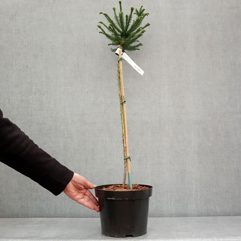 Spécimen de Cryptomeria japonica Dinger - Cèdre du Japon Pot de 4L/5L, Tige de 60 cm tel que livré en hiver