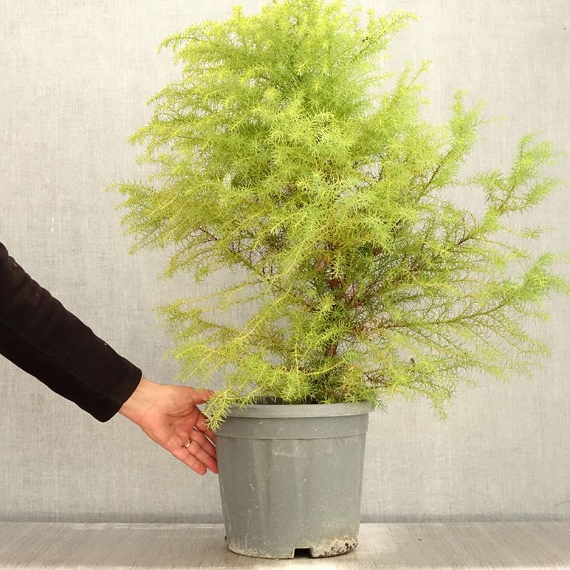 Spécimen de Cryptomeria japonica Elegans - Cèdre du Japon Pot de 7,5L/10L tel que livré en automne