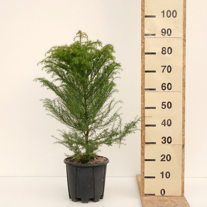 Spécimen de Cryptomeria japonica Elegans - Cèdre du Japon Pot de 7,5L/10L tel que livré en hiver