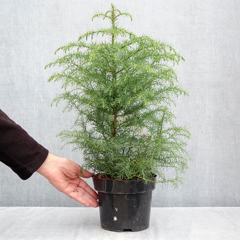 Spécimen de Cryptomeria japonica Elegans Viridis Pot de 2L/3L tel que livré en automne
