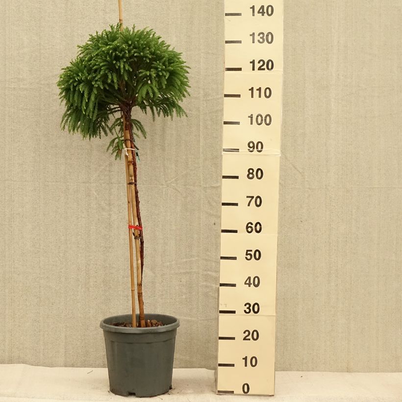 Spécimen de Cryptomeria japonica Globosa Nana - Cèdre du Japon  Pot de 12L/15L, Tige de 80 cm tel que livré en automne