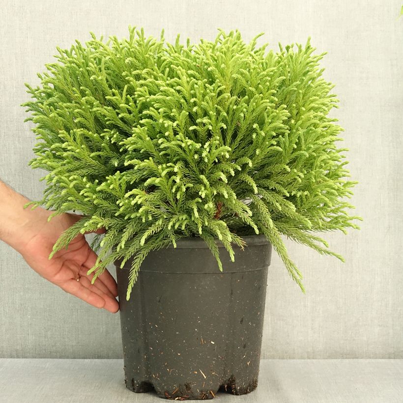 Spécimen de Cryptomeria japonica Globosa Nana - Cèdre du Japon  Pot de 4L/5L tel que livré en été