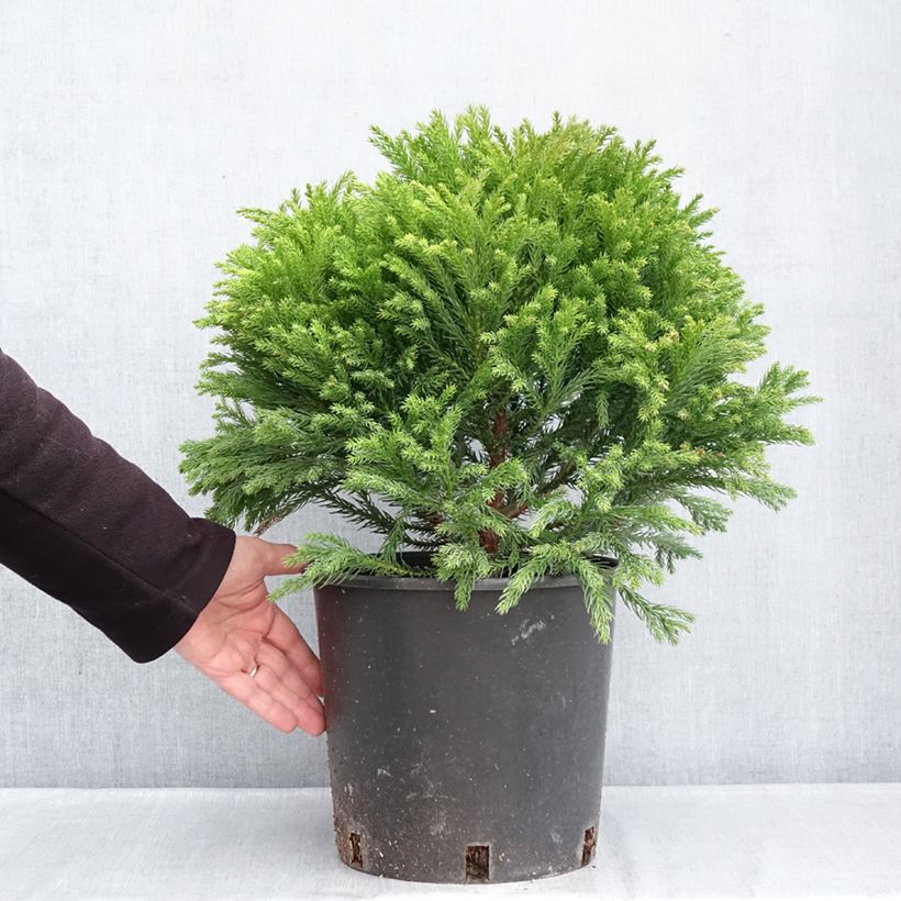 Spécimen de Cryptomeria japonica Globosa Nana - Cèdre du Japon  Pot de 7,5L/10L tel que livré en hiver
