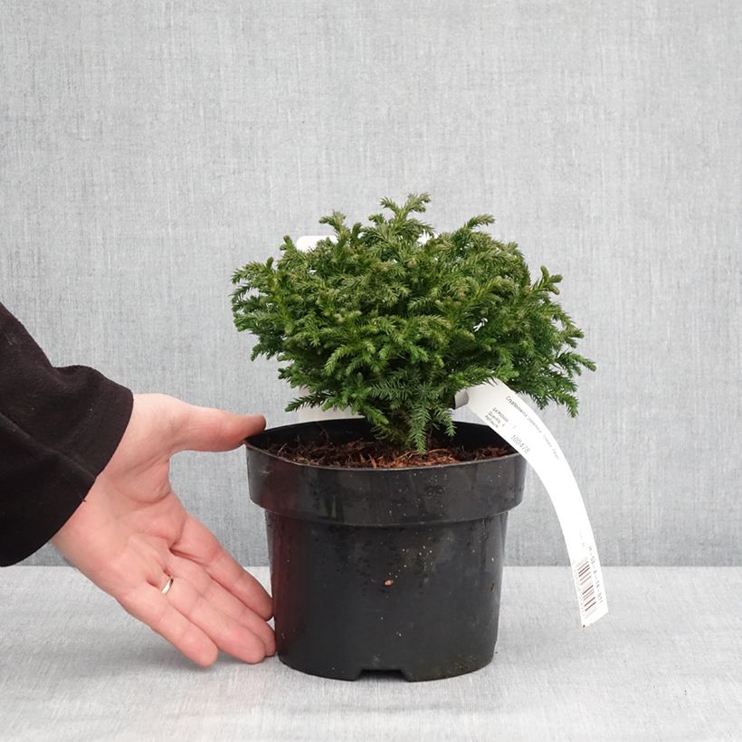 Spécimen de Cryptomeria japonica Green Pearl - Cèdre du Japon Pot de 2L/3L tel que livré en hiver