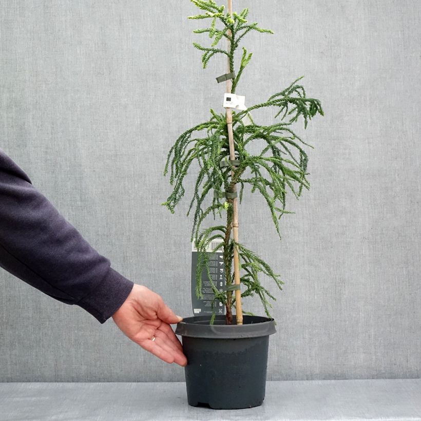 Spécimen de Cryptomeria japonica Kyara Gold - Cèdre du Japon doré Pot de 3L/4L tel que livré au printemps