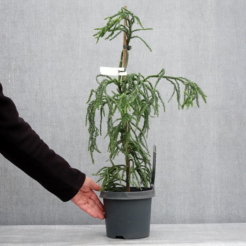 Spécimen de Cryptomeria japonica Kyara Gold - Cèdre du Japon doré Pot de 3L/4L tel que livré en hiver