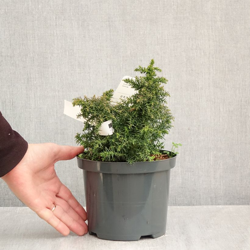 Spécimen de Cryptomeria japonica Yokohama Pot de 2L/3L tel que livré en automne