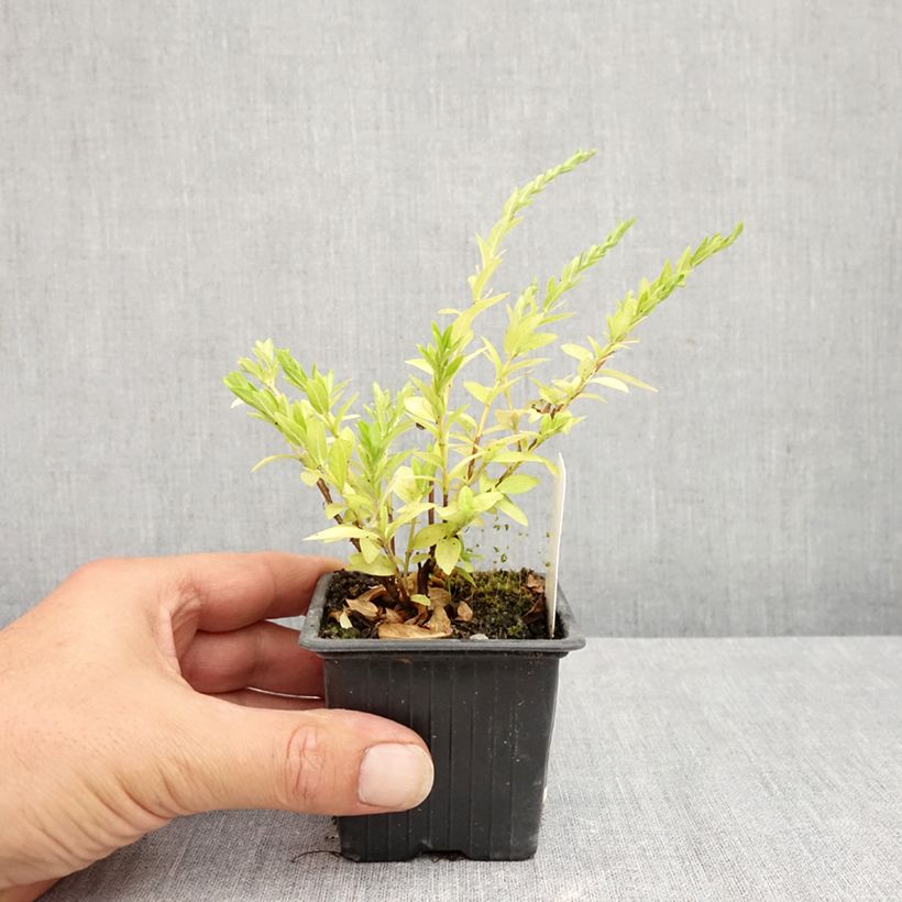 Spécimen de Cuphea hyssopifolia Purple - Fausse bruyère, Etoile du Mexique Godet de 8/9 cm tel que livré en été