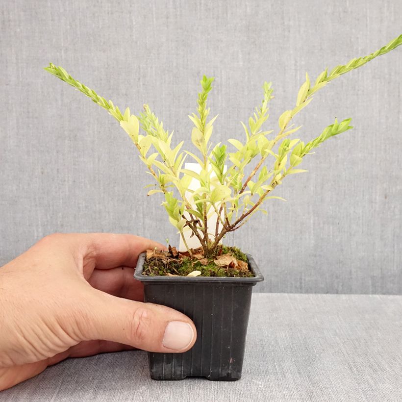 Spécimen de Cuphea hyssopifolia Purple - Fausse bruyère, Etoile du Mexique Godet de 8/9 cm tel que livré en automne