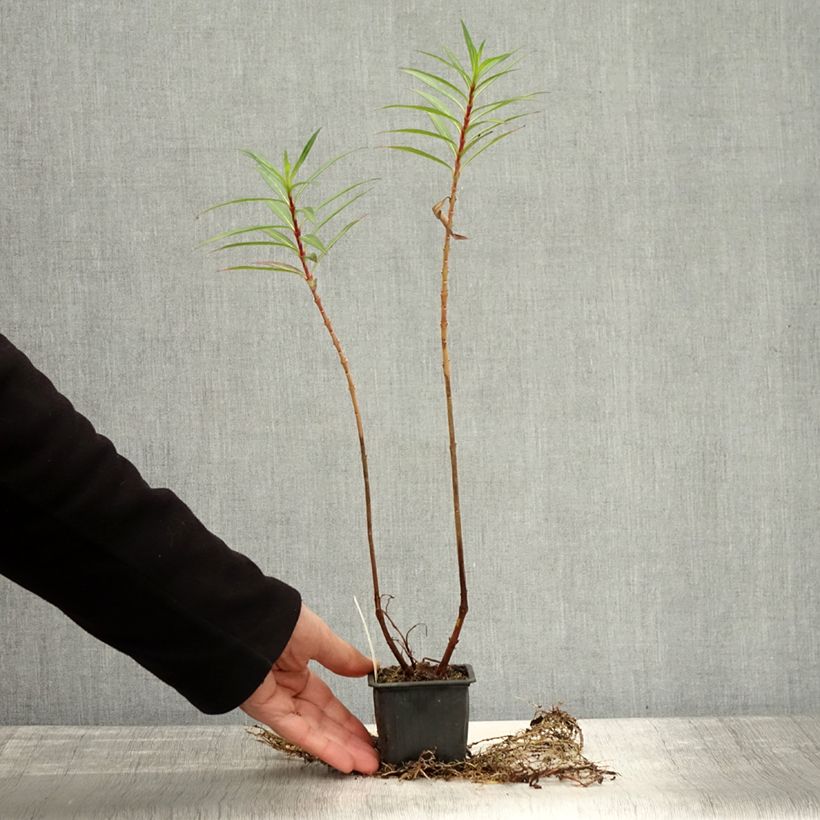 Spécimen de Cuphea micropetala - Plante cigarette Godet de 8/9 cm tel que livré en automne