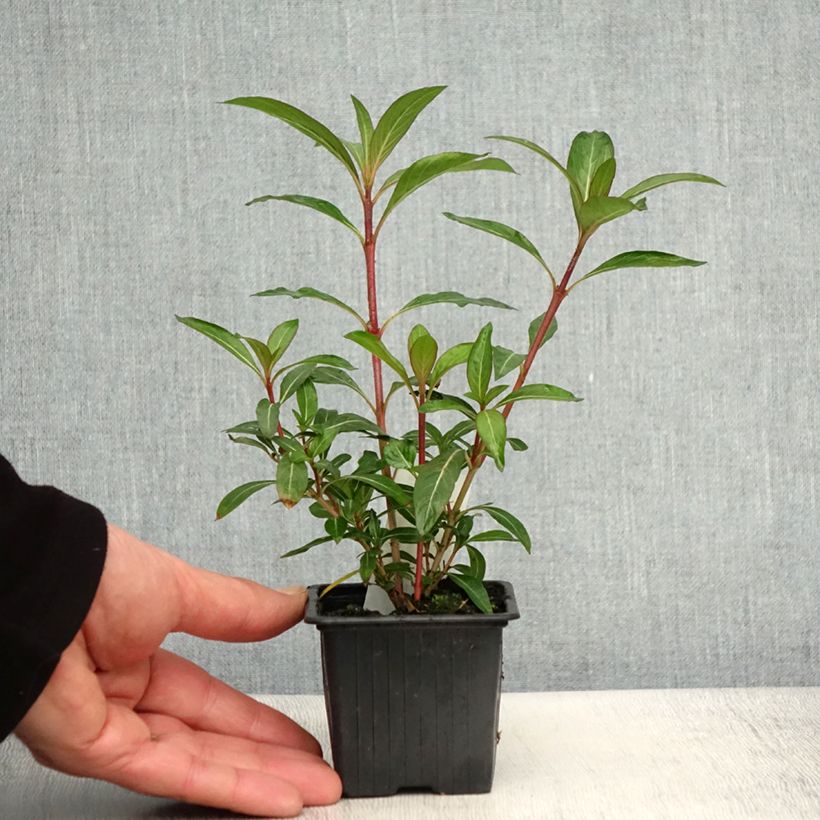 Spécimen de Cuphea micropetala - Plante cigarette Godet de 8/9 cm tel que livré au printemps