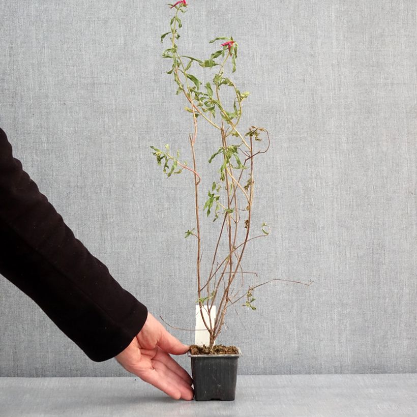 Spécimen de Cuphea Twinkle Pink - Plante cigarette Godet de 8/9 cm tel que livré en hiver