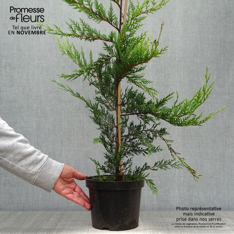 Spécimen de Cupressocyparis Castlewellan Gold - Cyprès de Leyland Pot de 3L/4L tel que livré en automne