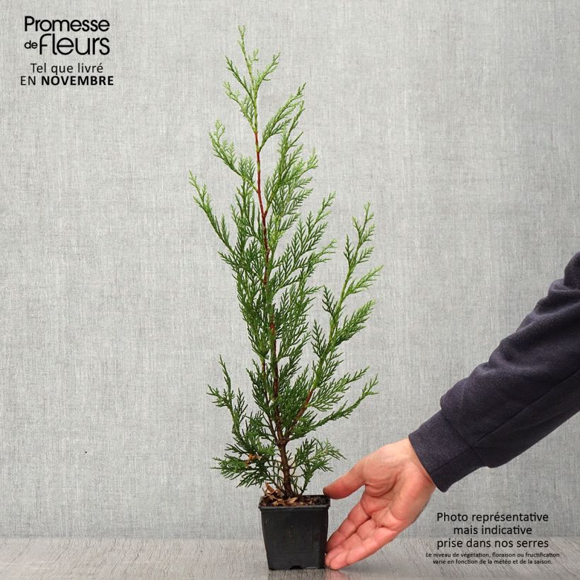 Spécimen de Cupressocyparis Leylandii 2001 - Cyprès de Leyland Godet de 8/9 cm tel que livré en automne