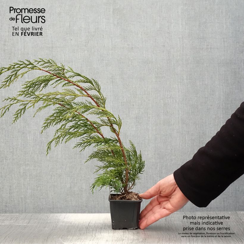 Spécimen de Cupressocyparis Leylandii 2001 - Cyprès de Leyland Godet de 8/9 cm tel que livré en hiver