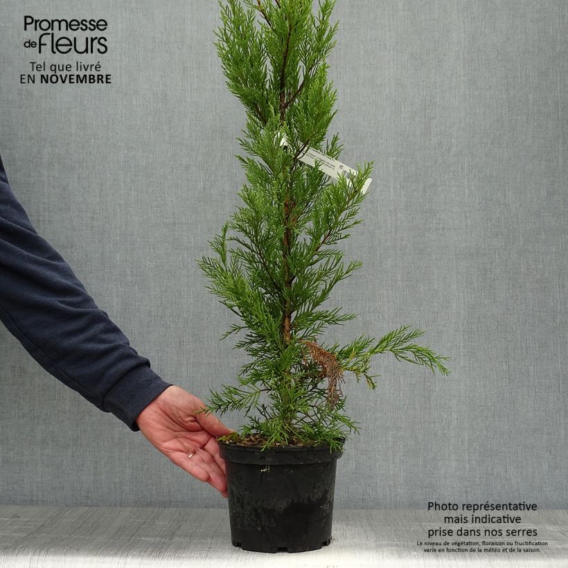 Spécimen de Cupressocyparis Leylandii 2001 - Cyprès de Leyland Pot de 2L/3L tel que livré en automne