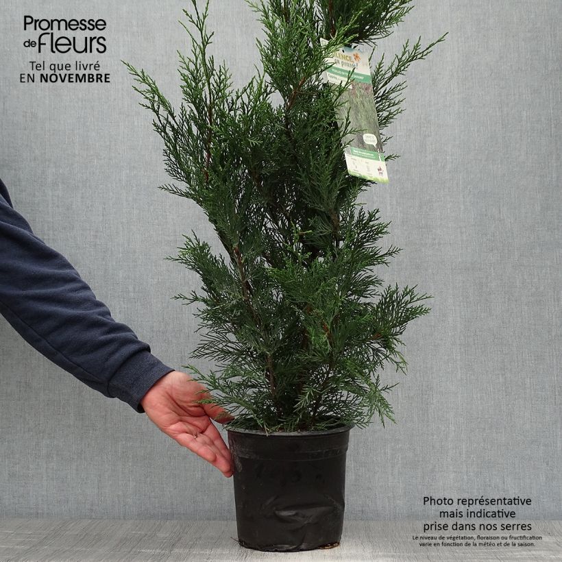 Spécimen de Cupressocyparis Leylandii 2001 - Cyprès de Leyland Pot de 4L/5L tel que livré en automne
