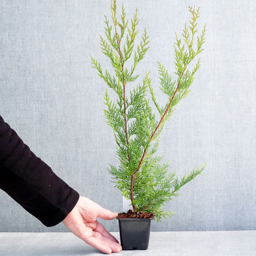 Spécimen de Cupressocyparis x leylandii Oger - Cyprès de Leyland Godet de 8/9 cm tel que livré en hiver