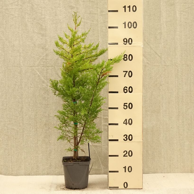 Spécimen de Cupressus macrocarpa Goldcrest - Cyprès de Lambert Pot de 4L/5L tel que livré en automne