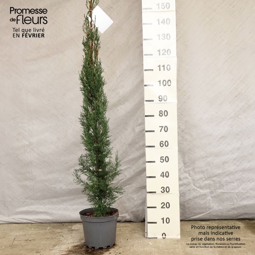 Spécimen de Cupressus sempervirens Stricta - Cyprès d'Italie Pot de 7,5L/10L tel que livré en hiver