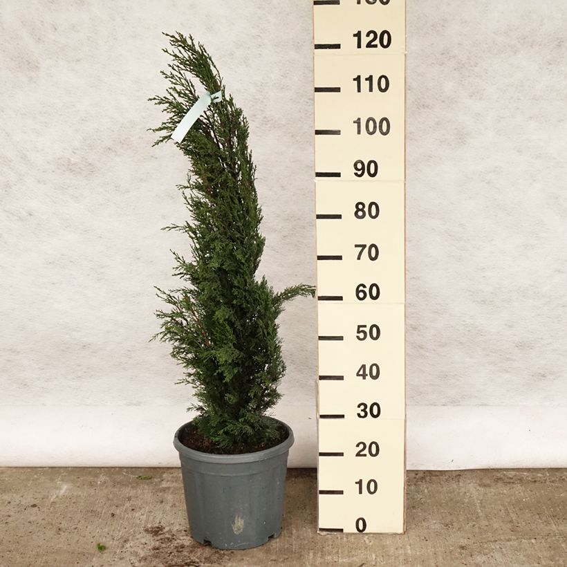 Spécimen de Cupressus sempervirens Stricta - Cyprès d'Italie Pot de 7,5L/10L tel que livré au printemps