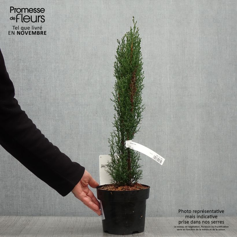 Spécimen de Cupressus sempervirens Totem - Cyprès de Florence Pot de 2L/3L tel que livré en automne