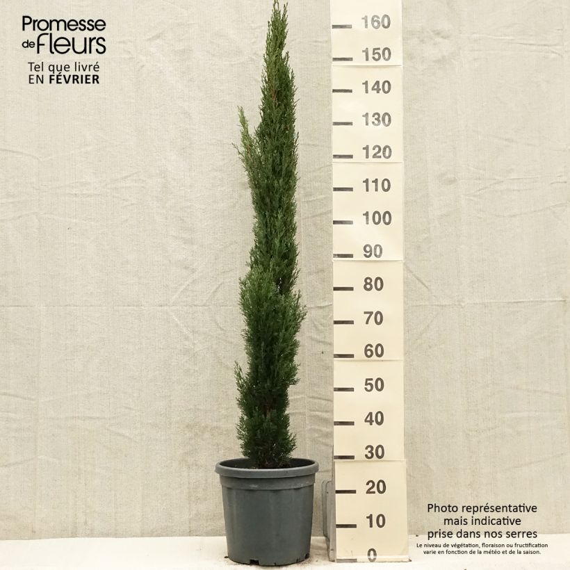 Spécimen de Cupressus sempervirens Totem - Cyprès de Florence Pot de 7,5L/10L tel que livré en hiver