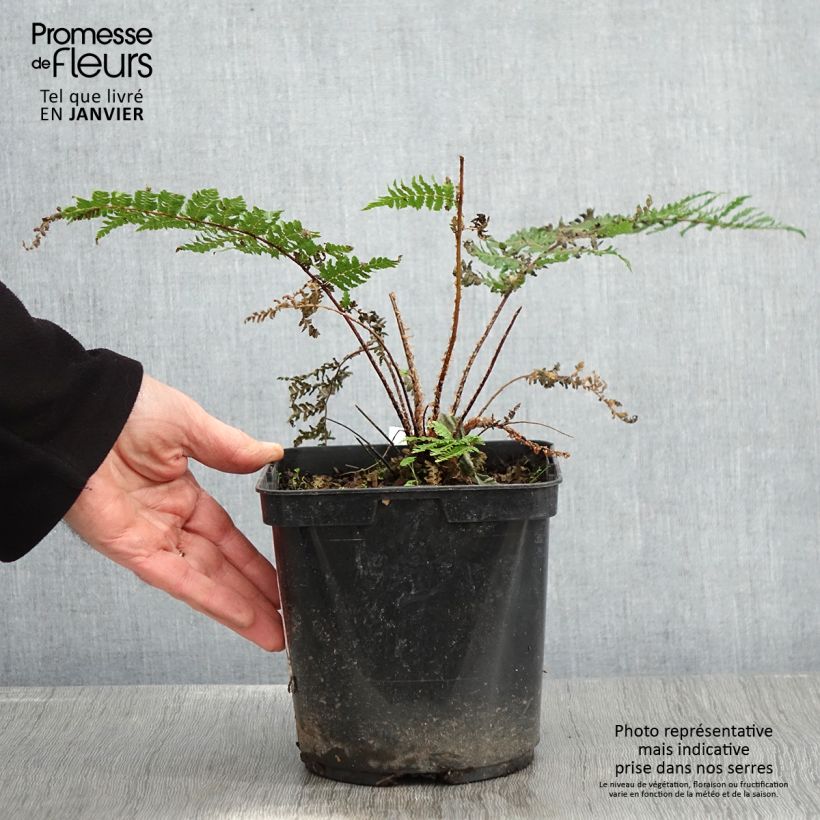 Spécimen de Cyathea dealbata - Fougère arborescente Pot de 2L/3L tel que livré en hiver