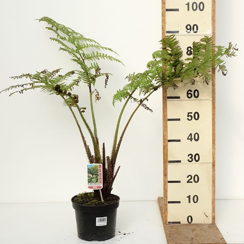 Spécimen de Cyathea lunulata - Fougère arborescente Pot de 4L/5L tel que livré en hiver