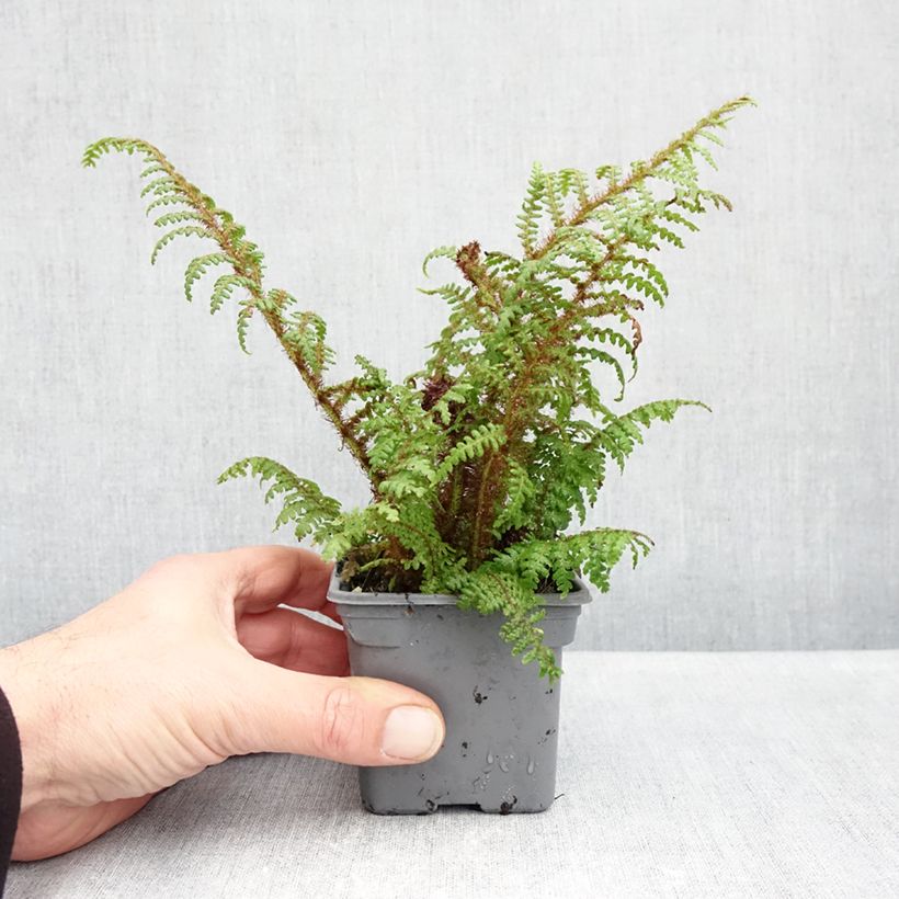 Spécimen de Cyathea tomentosissima - Fougère arborescente Godet de 8/9 cm tel que livré en automne