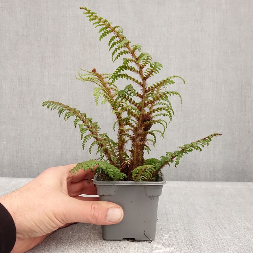 Spécimen de Cyathea tomentosissima - Fougère arborescente Godet de 8/9 cm tel que livré en hiver