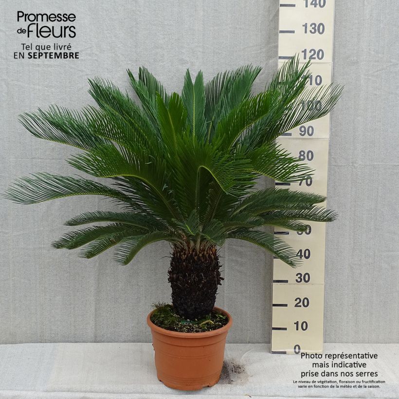 Spécimen de Cycas revoluta - Cycas du Japon Pot de 7,5L/10L, Stipe de 10/15 cm tel que livré en automne