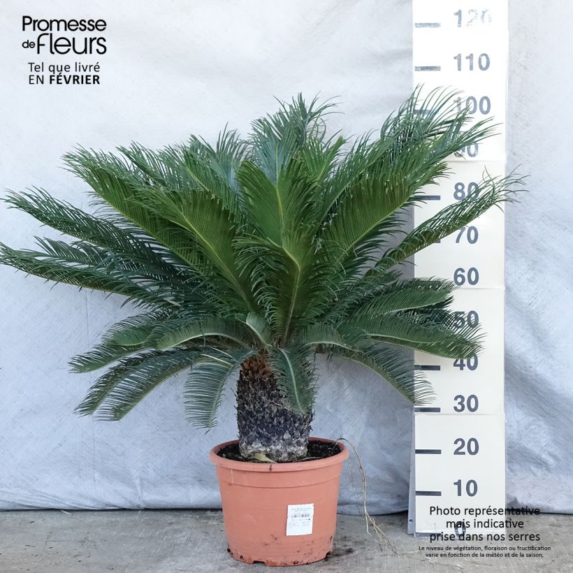 Spécimen de Cycas revoluta - Cycas du Japon Pot de 7,5L/10L, Stipe de 10/15 cm tel que livré en hiver