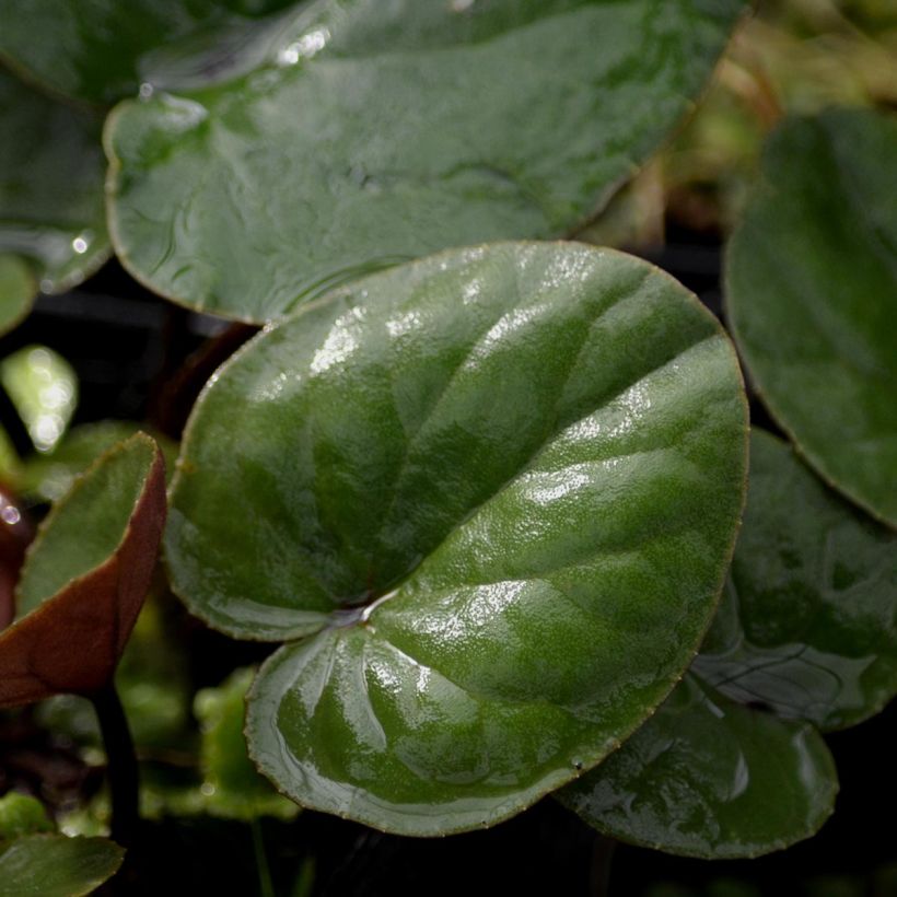Cyclamen coum Blanc (Feuillage)