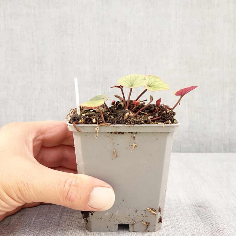 Spécimen de Cyclamen coum blanc feuillage vert Godet de 8/9 cm tel que livré en été