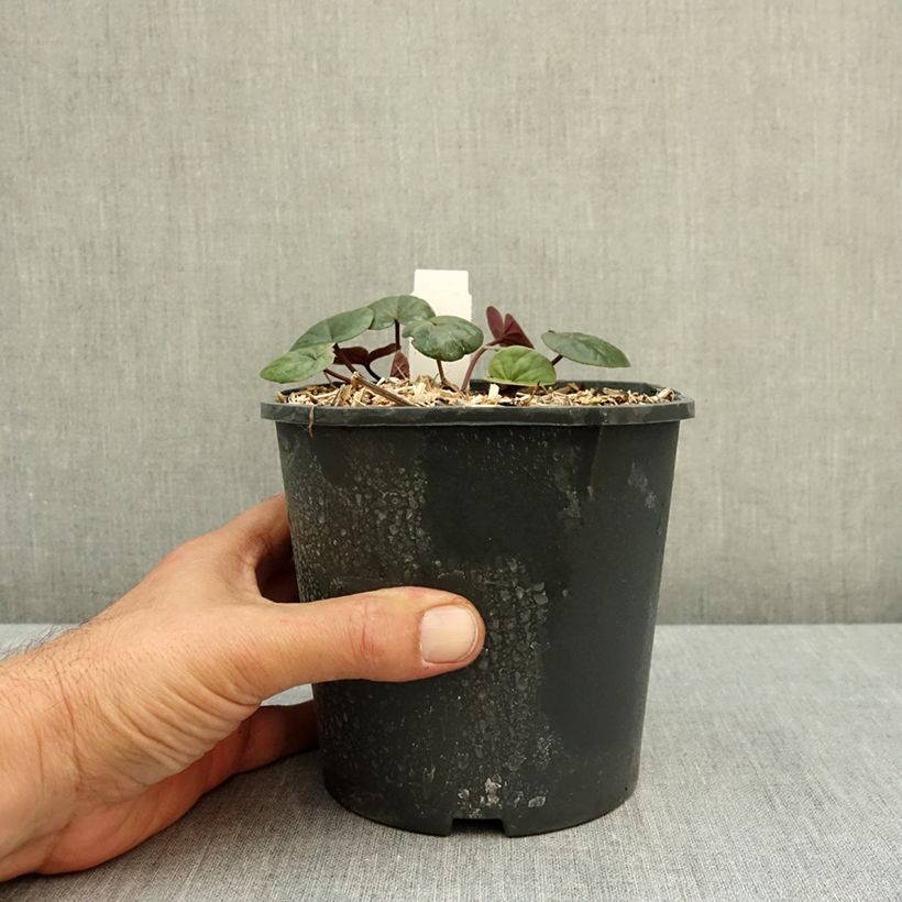 Spécimen de Cyclamen coum Rose en godet Pot de 2L/3L tel que livré en automne