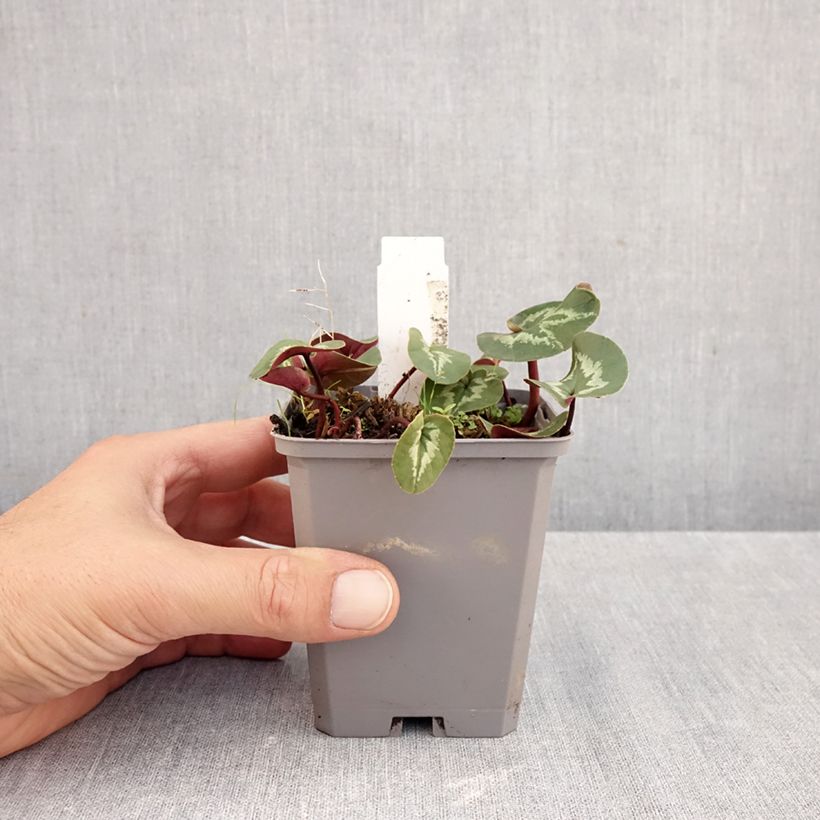 Spécimen de Cyclamen coum rose feuillage marbré Godet de 8/9 cm tel que livré en automne