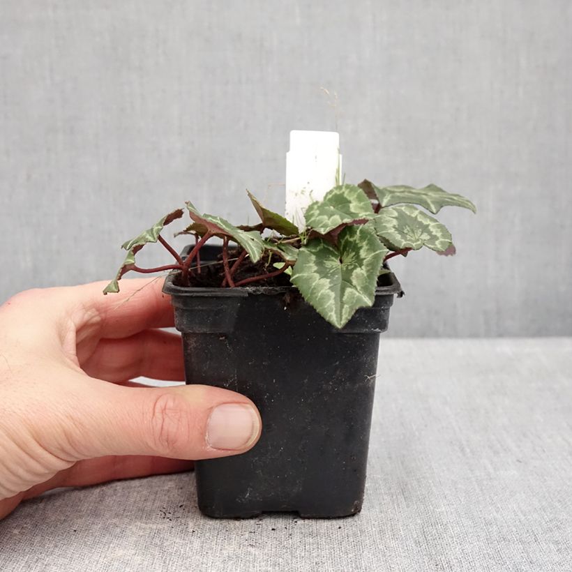 Spécimen de Cyclamen coum rose feuillage marbré Godet de 8/9 cm tel que livré en hiver