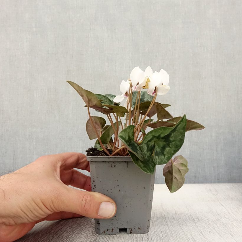 Spécimen de Cyclamen de Naples blanc Godet de 7/8 cm tel que livré en automne
