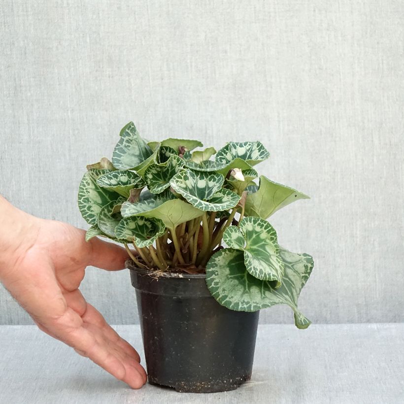 Spécimen de Cyclamen de Perse blanc Pot de 1,5L/2L tel que livré en automne